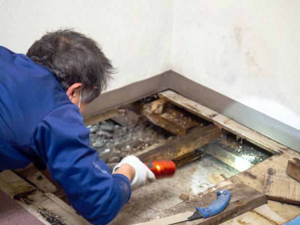 Best Mold Remediation  in Deephaven, MN