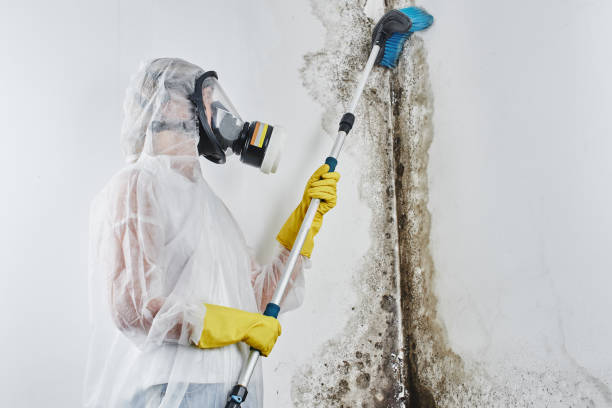 Home Mold Removal in Deephaven, MN