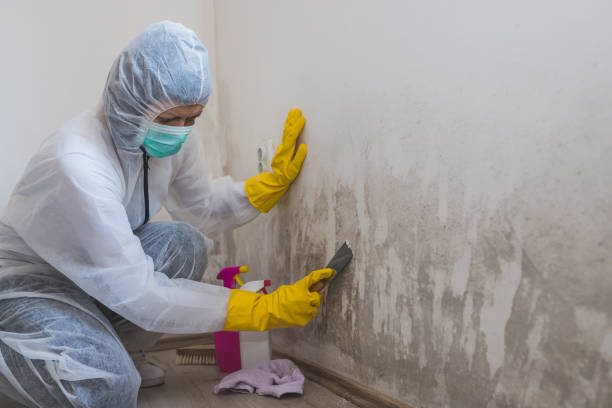 Office Mold Removal Services in Deephaven, MN
