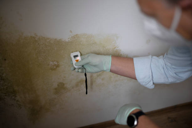Best Mold Damage Repair  in Deephaven, MN