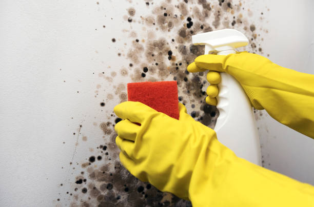 Best Fast Mold Removal  in Deephaven, MN