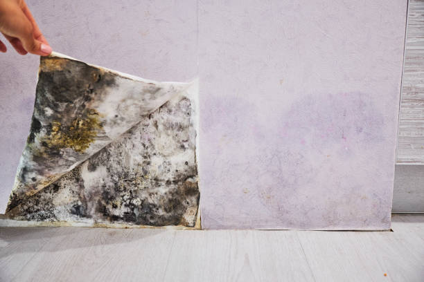 Best Mold Remediation Services  in Deephaven, MN